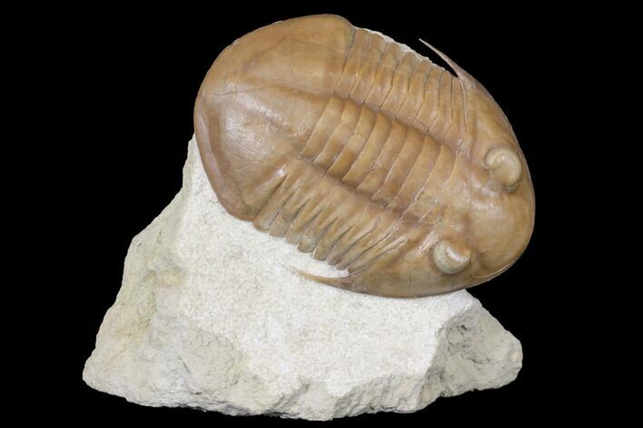 Asaphus Platyurus Trilobite - Russia #125673